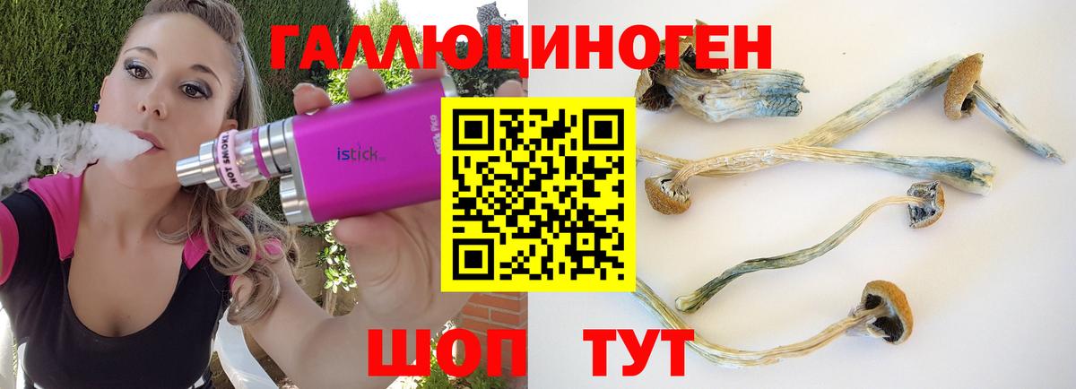 Псилоцибиновые грибы Psilocybe Свободный